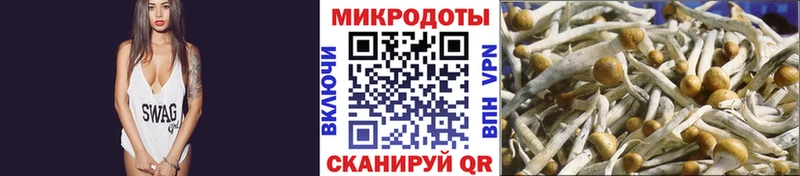 Псилоцибиновые грибы Psilocybe  Купить где  Жердевка 
